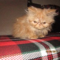 Малки персийски котенца, снимка 4 - Персийска - 19289720