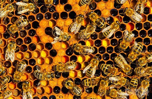 Амитраз 20% , Митак , Сърбия , 50 мл , снимка 1