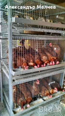 Оборудвани клетки за пъдпъдъци и кокошки, снимка 16 - Кокошки и пуйки - 18150061