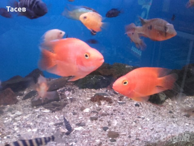 Риба червен папагал , снимка 3 - Рибки - 21943893