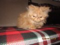 Малки персийски котенца, снимка 4