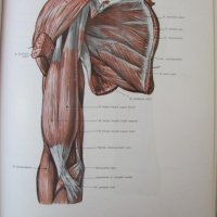 1971г. Медицинска Книга Анатомичен Атлас Том1-ви, снимка 16 - Други - 25936774
