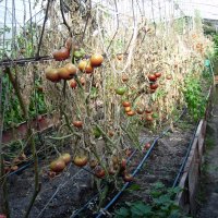 Разсад и семена от   домат -Италианско дърво, снимка 4 - Сортови семена и луковици - 11527501