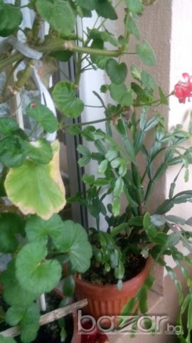 Продавам Алое Арбосценс , Алое Барбаденсис и други цветя , снимка 3 - Стайни растения - 19505839