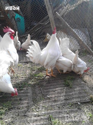 разплодни яйца от легхорн, снимка 7 - други­ - 16386746