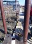 Американска черна Боровинка в саксия 40-45см (ПРОМОЦИЯ), снимка 6