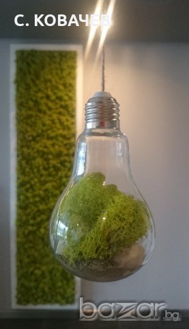Уникална, модерна, стъклена арт декорация тип крушка от естествен мъх, снимка 8 - Декорация за дома - 18388892