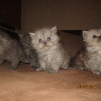 Малки персийски котенца