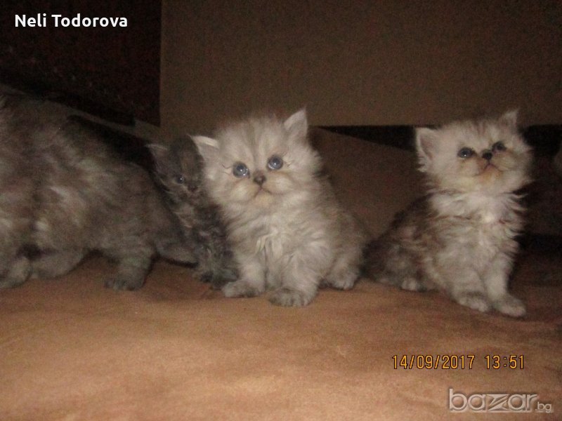 Малки персийски котенца, снимка 1