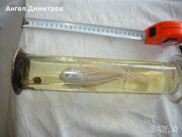 Соц. препарирано Попче риба във вода, снимка 2 - Антикварни и старинни предмети - 21880919