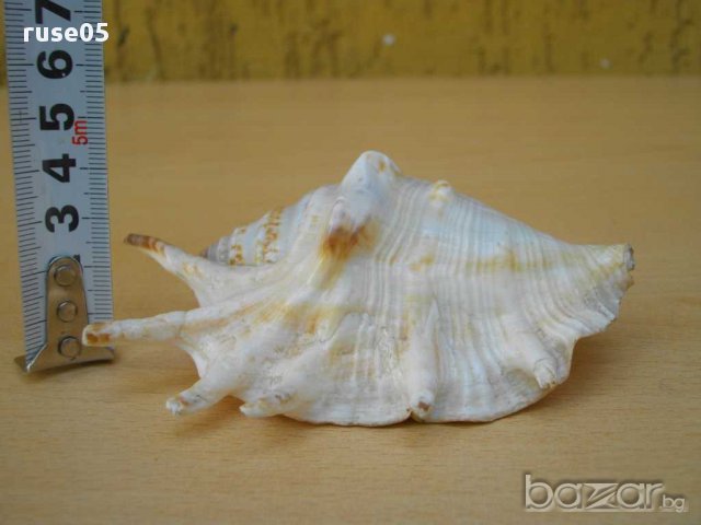 Раковина - 12, снимка 6 - Други ценни предмети - 14625351