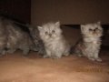 Малки персийски котенца, снимка 1 - Персийска - 19289720
