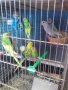 Вълнисти папагалчета, снимка 1 - Папагали - 22023189