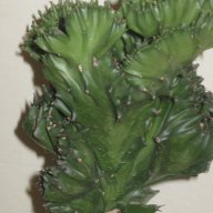 Еуфорбия Euphorbia lactea cristata variegata, снимка 3 - Стайни растения - 11704701
