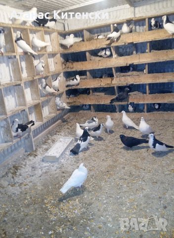 Продавам пазарджишки високо летачи гълаби, снимка 8 - Гълъби - 25976171