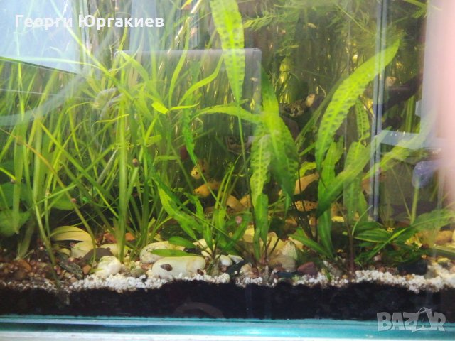 Аквариумни растения , снимка 11 - Рибки - 6971259