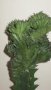 Еуфорбия Euphorbia lactea cristata variegata, снимка 3