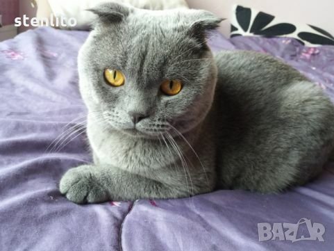 Шотландски клепоух търси приятелка, снимка 2 - Търси партньор - 23270142