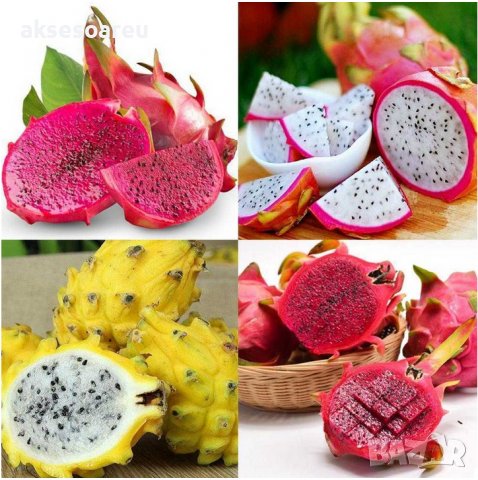 200 семена 4 ароматни екзотични вида питая редки драконови плодове от кактус, снимка 2 - Сортови семена и луковици - 21024645