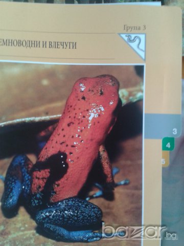 Енциклопедия Чудния свят на животните., снимка 14 - Колекции - 7575824