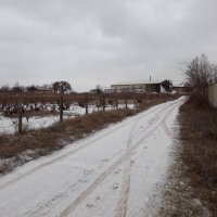Продавам лозе в землището на с. Приселци, общ. Аврен, обл. Варна, снимка 2 - Земеделска земя - 24402114