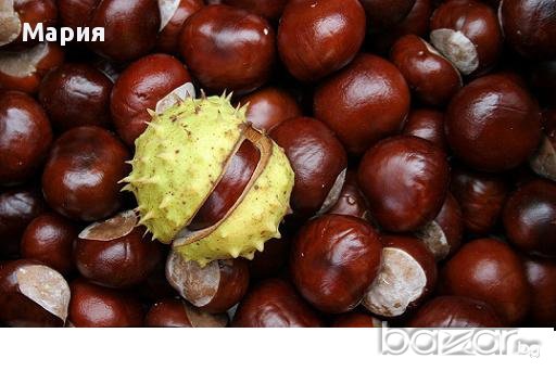 Кестени за декорация или за приготвяне на лекарство, снимка 1