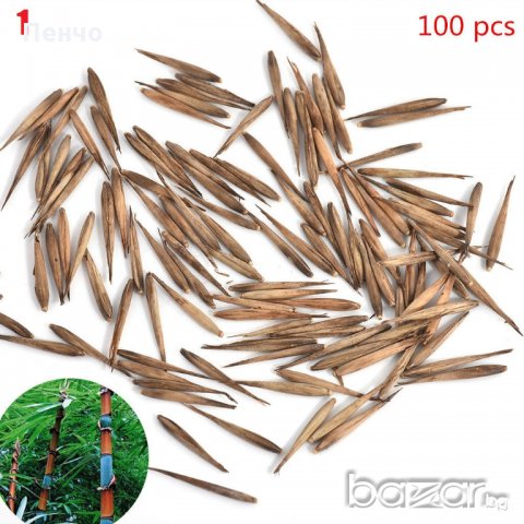 100 Семена от бамбук Moso-Bamboo красиво растение за вашата градина, за декорация , снимка 4 - Сортови семена и луковици - 19674349