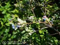 Американска боровинка(Патриот) , снимка 1 - Градински цветя и растения - 23681160