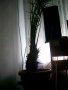 28-годишна финикова палма (Arecaceae Phoenix), снимка 5