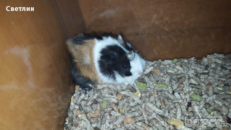 морски свинчета, снимка 1