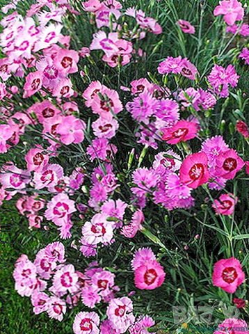 Продавам разсад на Градински кичест карамфил-за есенно засаждане, снимка 5 - Сортови семена и луковици - 15394201