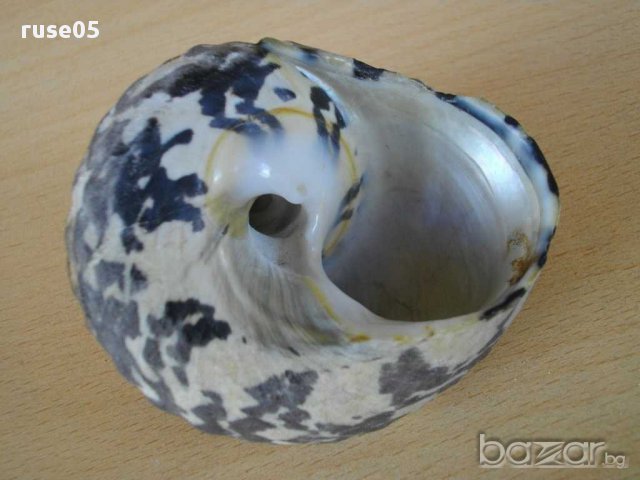 Раковина - 10, снимка 3 - Други ценни предмети - 14605486