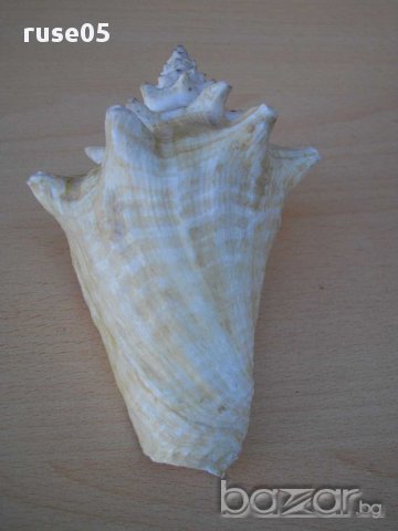 Раковина - 6, снимка 7 - Други ценни предмети - 14605210