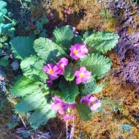 Иглика розова 💥, снимка 1 - Градински цветя и растения - 21213915