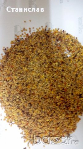 Пчелен прашец