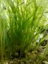 Водорасли за аквариум  Роголистник (лисича опашка) растения, снимка 6