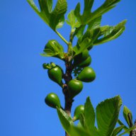 Фиданки смокиня, сорт Ficus carica Kadota bianco, мъжки, снимка 1 - Стайни растения - 11542887