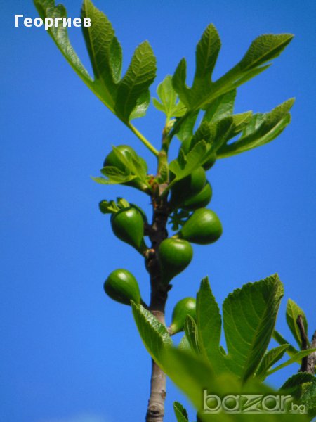 Фиданки смокиня, сорт Ficus carica Kadota bianco, мъжки, снимка 1
