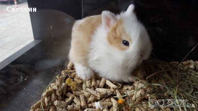 Продавам мини зайче, снимка 6 - Декоративни зайчета - 17581116