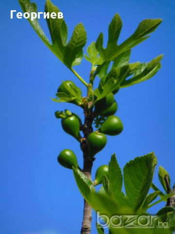 Фиданки смокиня, сорт Ficus carica Kadota bianco, мъжки, снимка 1 - Стайни растения - 11542887