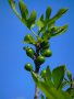 Фиданки смокиня, сорт Ficus carica Kadota bianco, мъжки