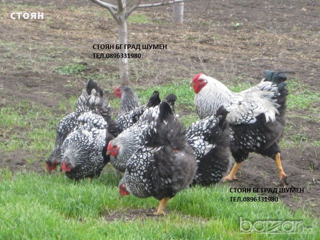 ПРОДАВАМ ЯЙЦА ЗА ЛЮПЕНЕ И ПИЛЕТА ОТ ЕЛИТЕН ГОЛЯМ ВИАНДОТ, снимка 1