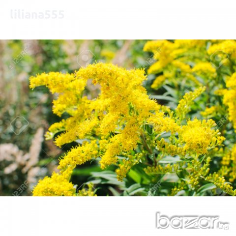 Канадска златна пръчица-ароматна и лечебна билка, медоносно растение, снимка 1 - Градински цветя и растения - 18377307