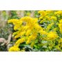 Канадска златна пръчица-ароматна и лечебна билка, медоносно растение, снимка 1
