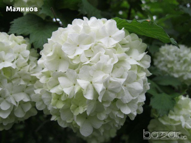 Дървесна хортензия в бяло и обикновена розова хортензия, снимка 5 - Стайни растения - 14607660