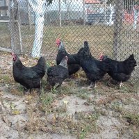 Кокошки и яйца за люпене от маран черно сребро, снимка 6 - други­ - 23773899