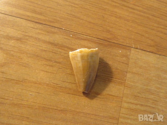 стар зъб от  Мозазавър - за вашета колекция или декорация ., снимка 2 - Антикварни и старинни предмети - 22419674