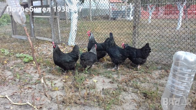 Кокошки и яйца за люпене от маран черно сребро, снимка 6 - други­ - 23773899