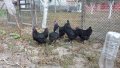 Кокошки и яйца за люпене от маран черно сребро, снимка 6