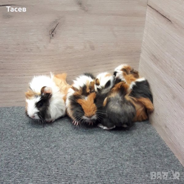 Морски свинчета , снимка 1